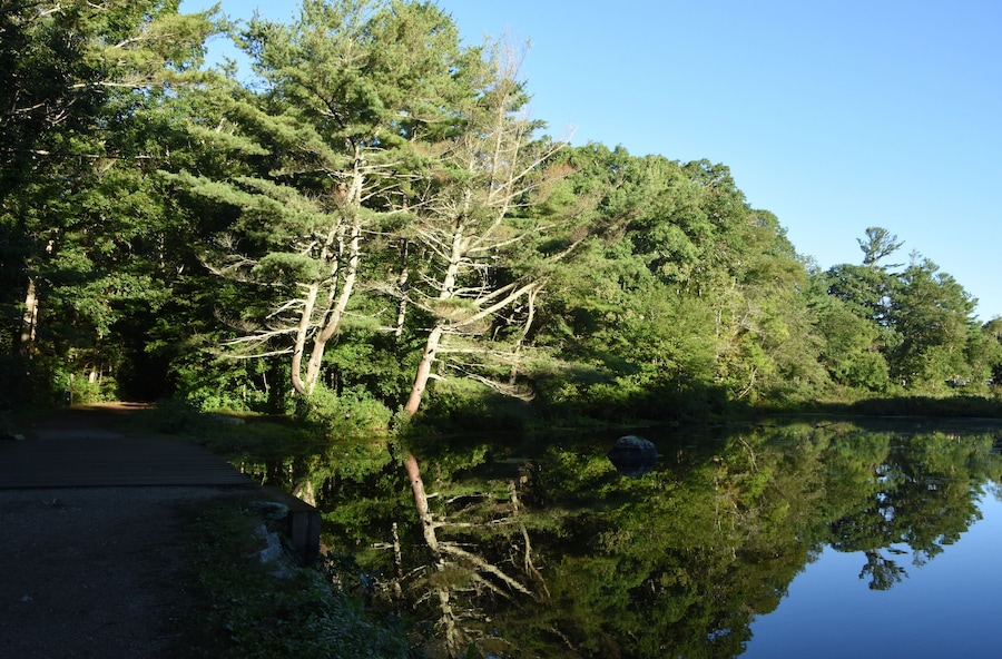 Fantastic Tree Reflecting in the Pond Water