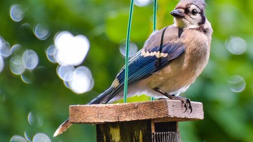 This jay wasn't too shy