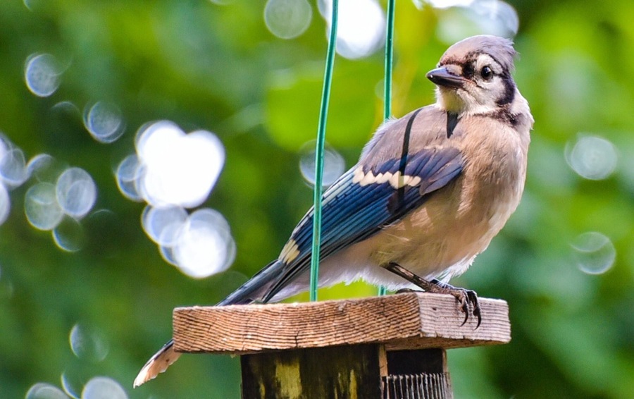This jay wasn't too shy