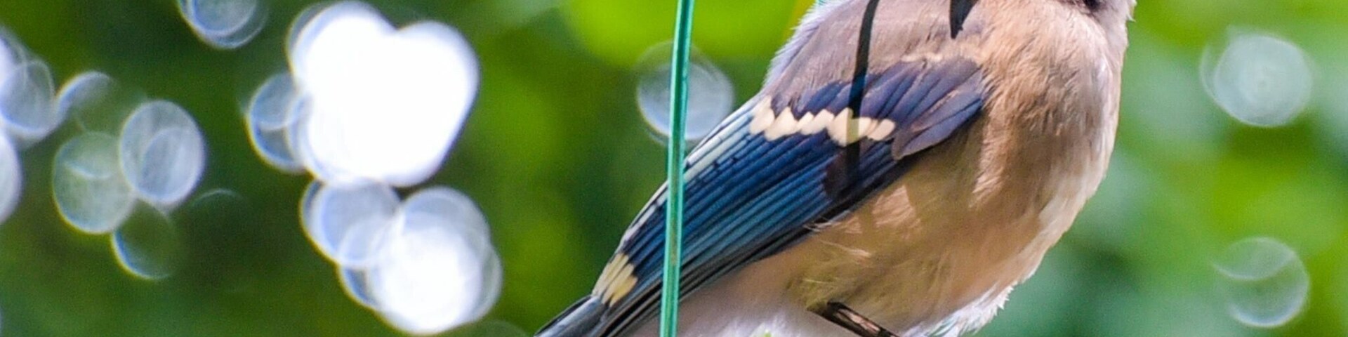 This jay wasn't too shy