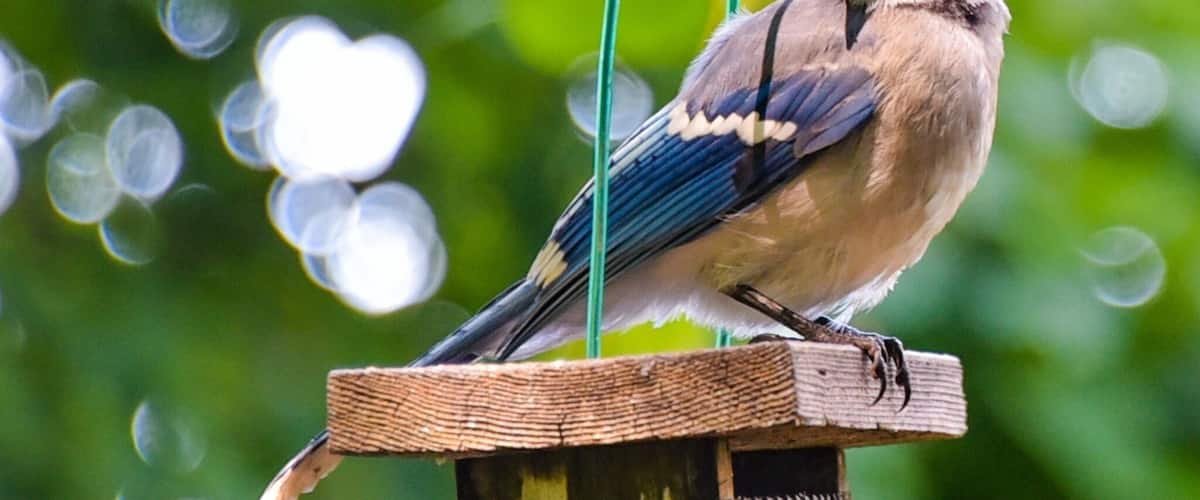 This jay wasn't too shy
