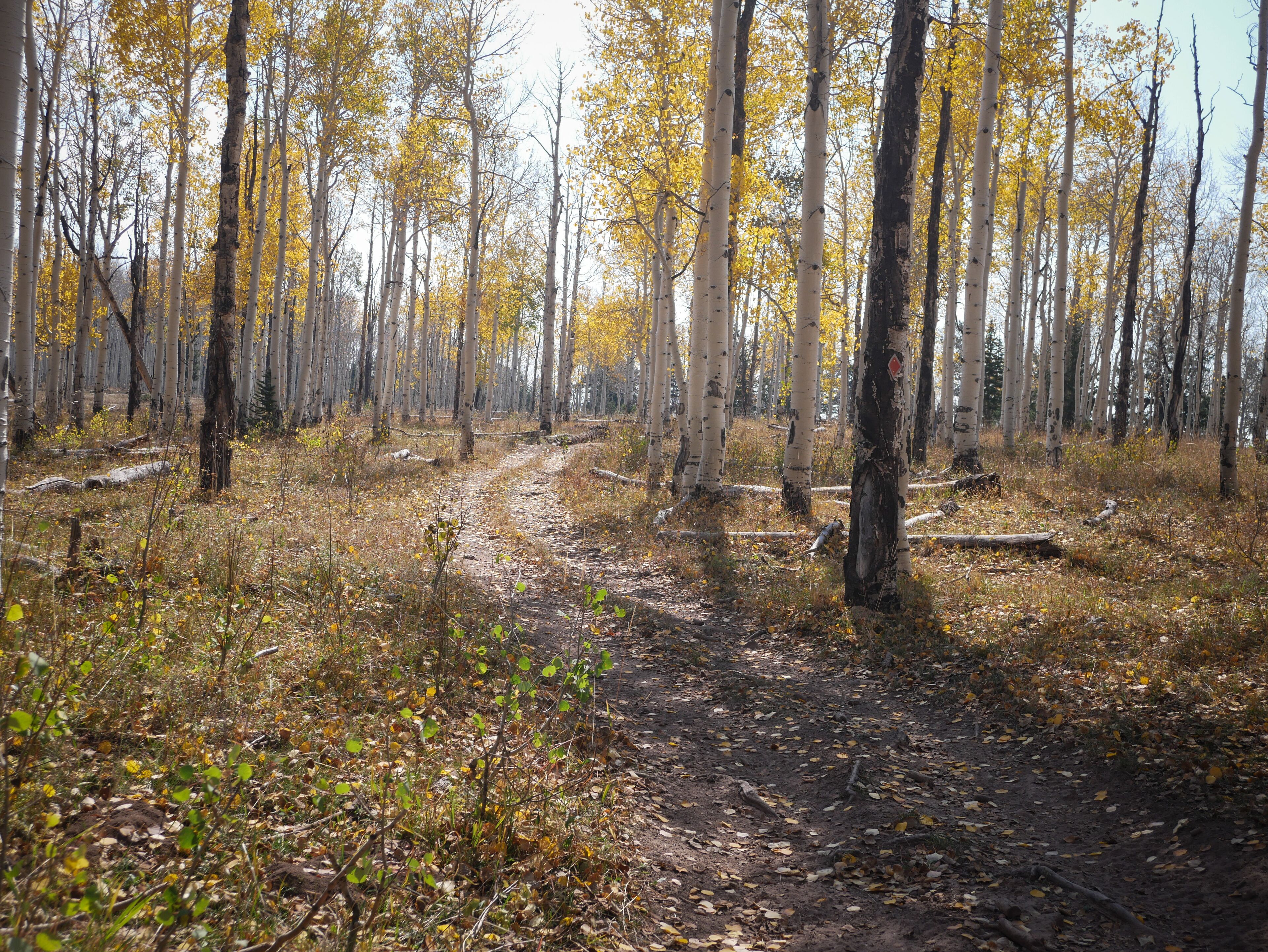 ATV trail through meadow and yellow aspen grove in autumn in Uncompahgre National Forest