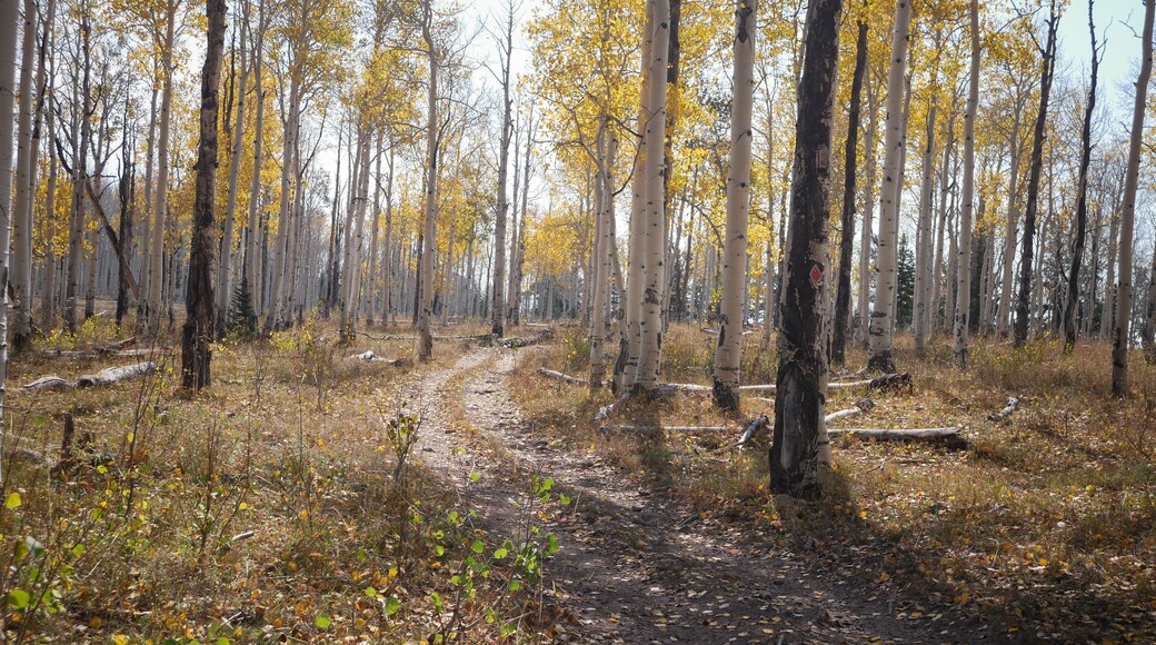 ATV trail through meadow and yellow aspen grove in autumn in Uncompahgre National Forest