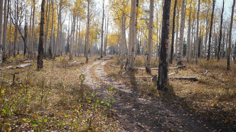 A forest with a dirt path, yellow leaves, and tall trees.