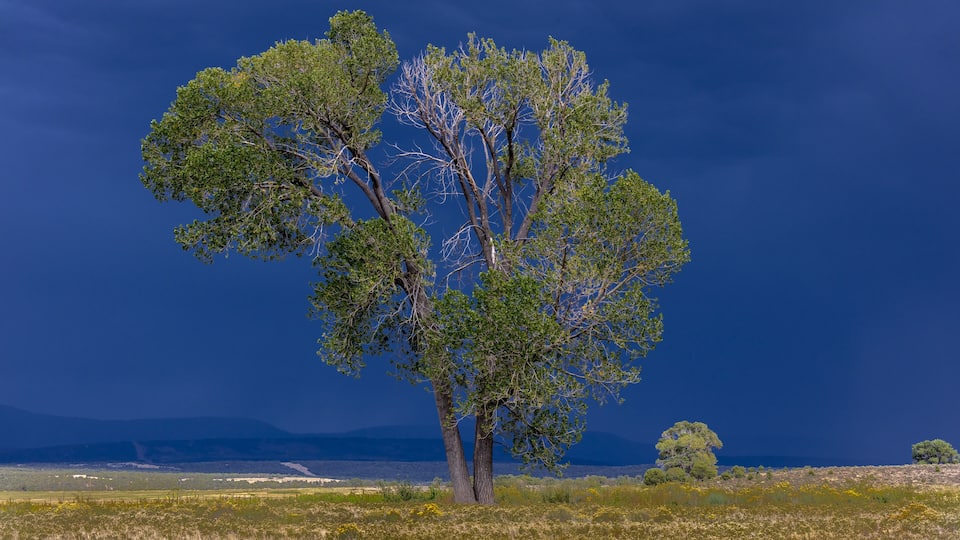 A solitary tree in a field with a clear sky and distant mountains.