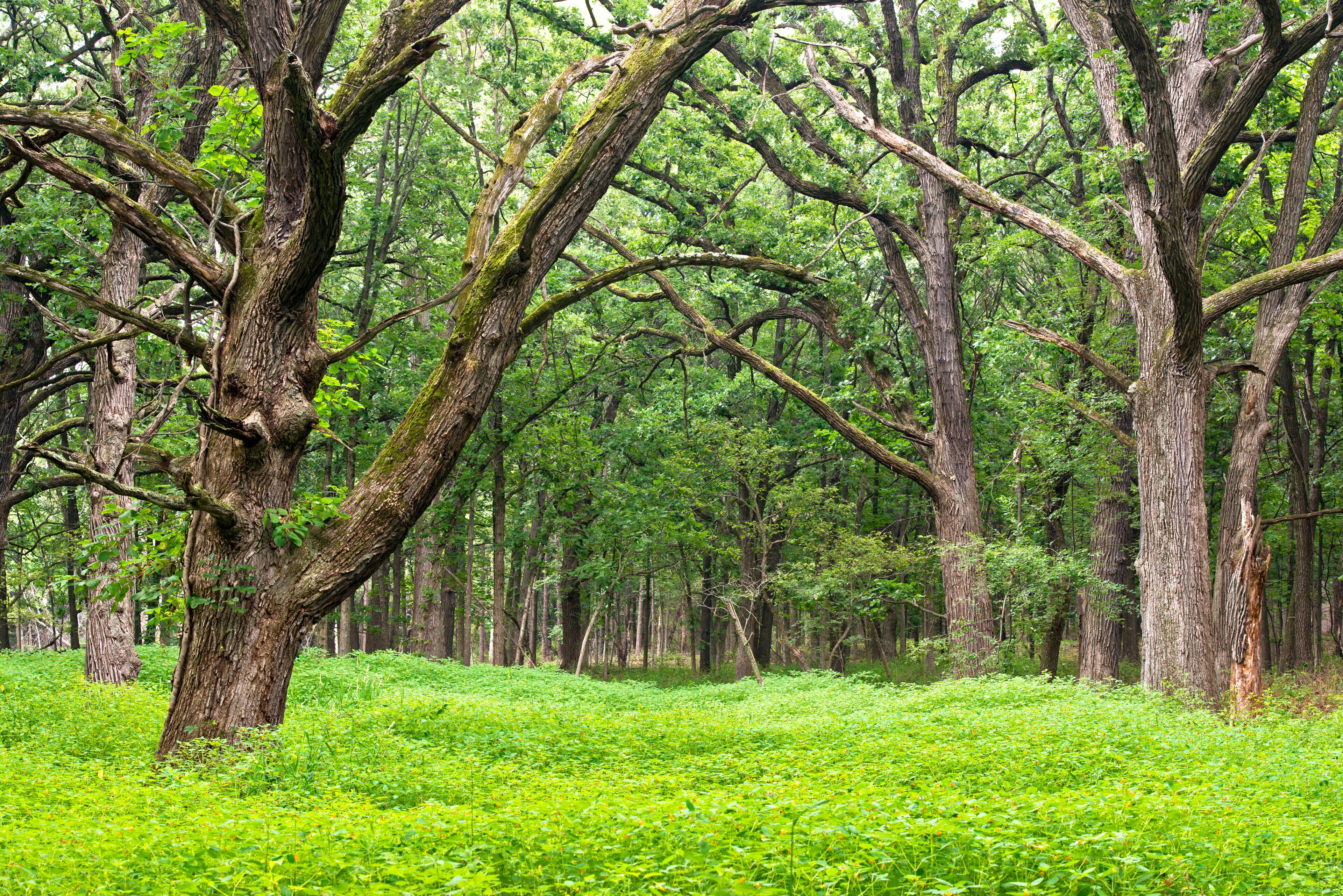 Summertime in restored oak savanna habitat in a Midwest forest preserve.