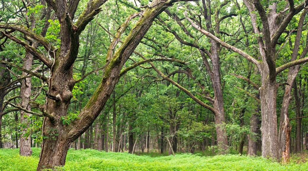 Summertime in restored oak savanna habitat in a Midwest forest preserve.