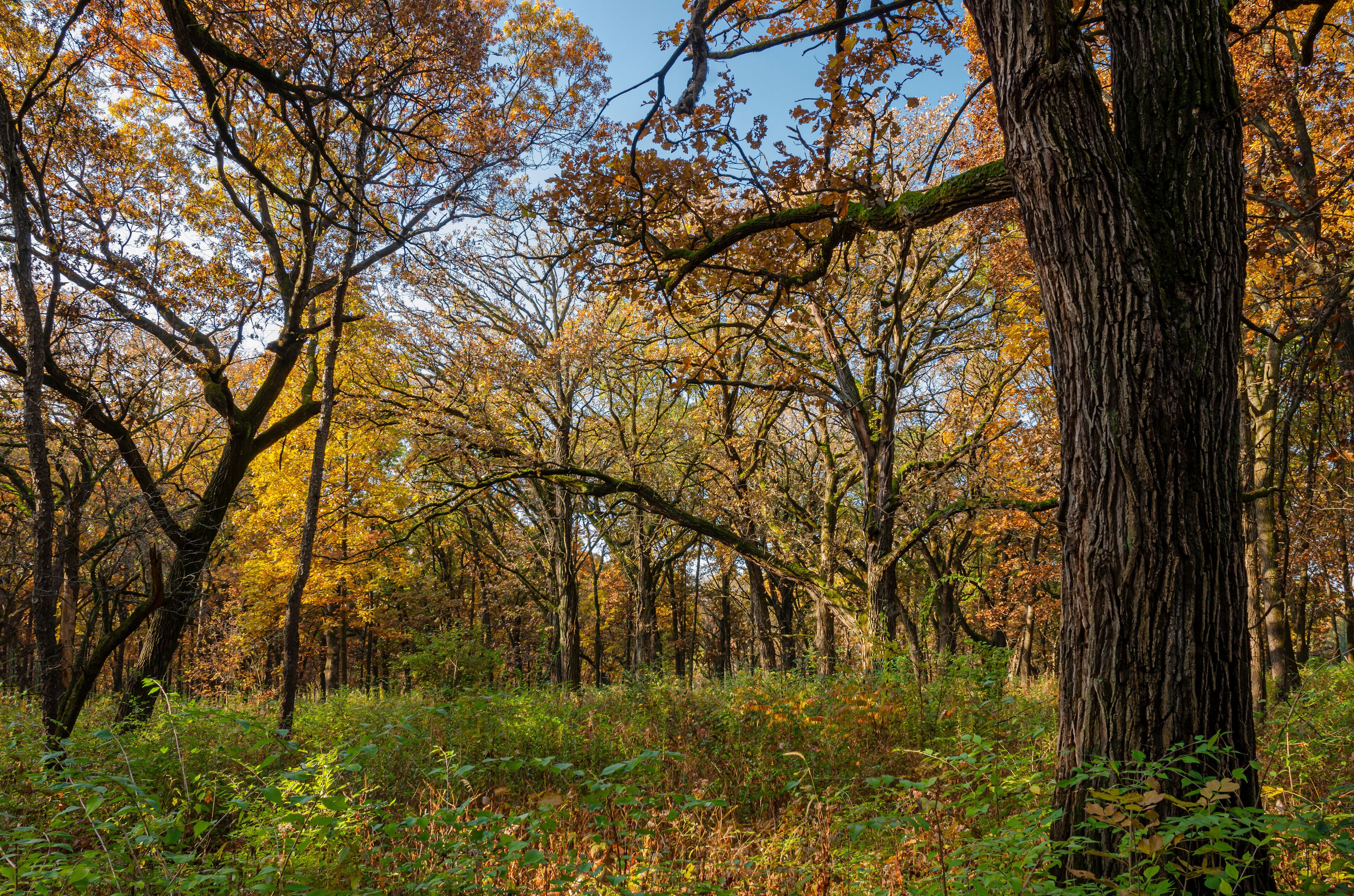 649-04 Oak Forest Autumn
