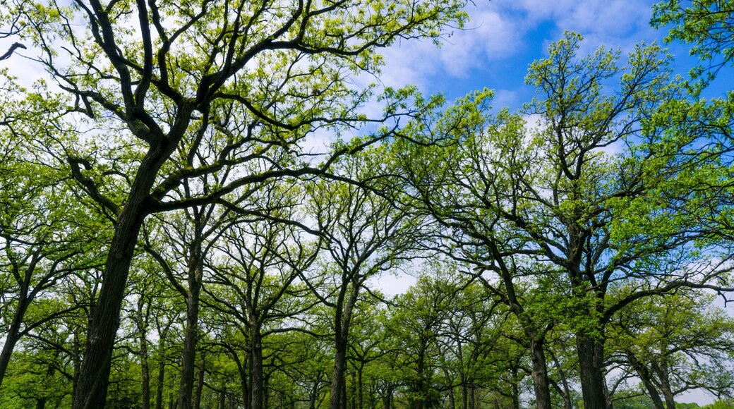 Illinois Open Space Park