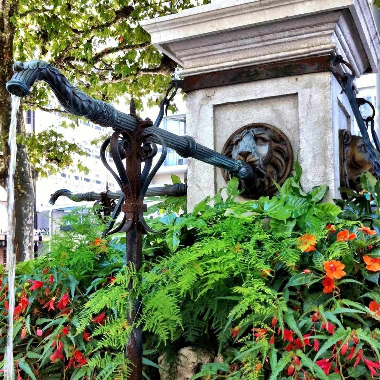 Les jolies petites fontaines fleuries de Genève.
On les croise souvent dans la ville, toutes sur le même modèle. 