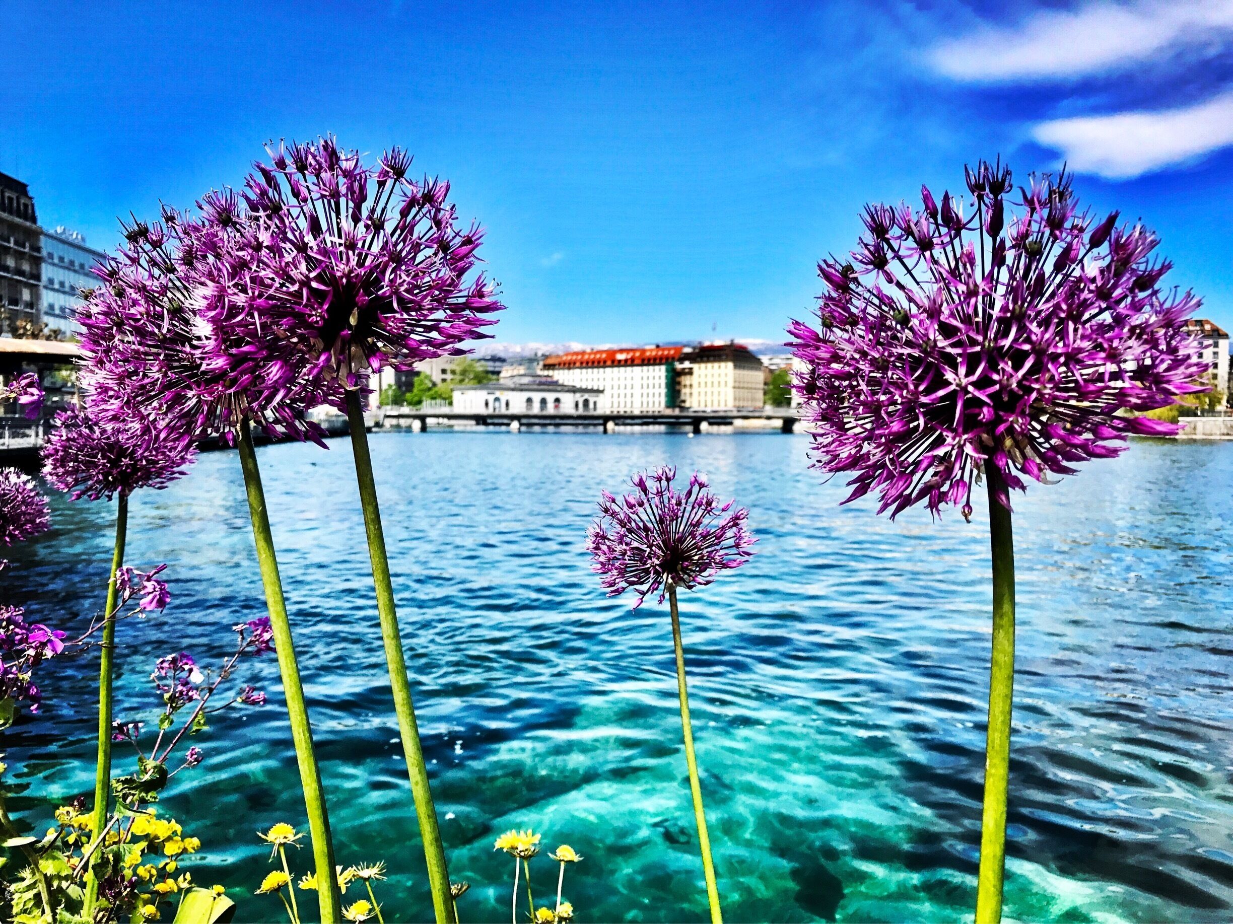 Geneva is ideally situated to explore the surrounding lake and countryside areas. There are countless smaller towns and villages within easy reach of the city just waiting to be discovered by adventurous day trippers #LifeAtExpedia