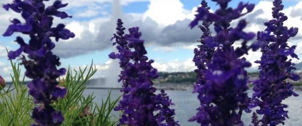 The sheer beauty of geneva takes upon your soul ❤️