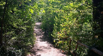 Peaceful place for a run near my workplace 😍
-
September 2018
Huawei p10 pro