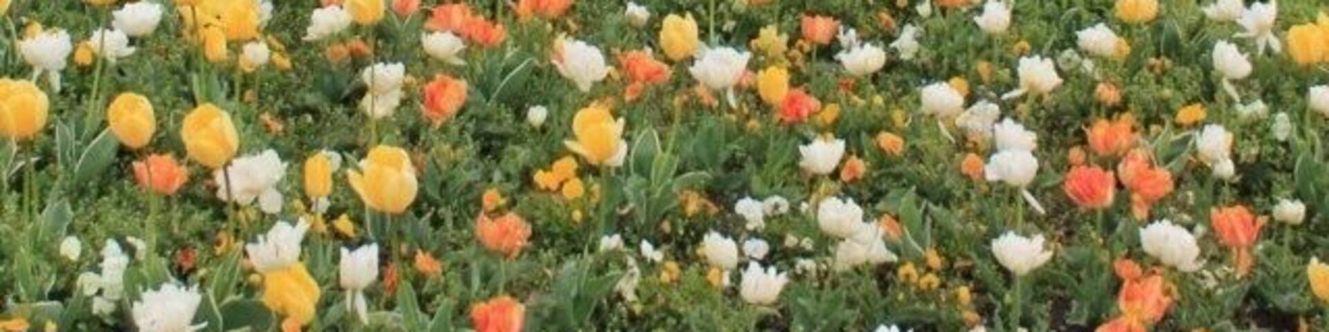 One of the most beautiful park in Geneva. Planted with roses and other kind of flowers and trees. Stroll around if you want to escape from the crowd.