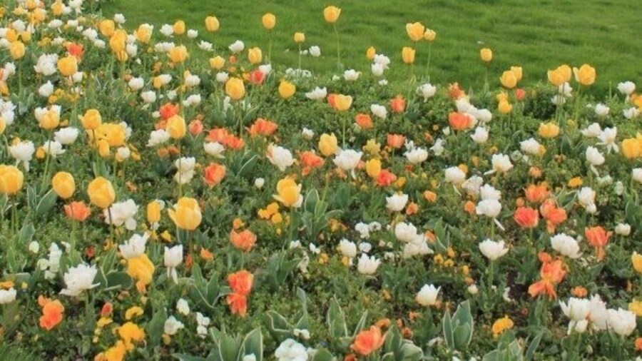 One of the most beautiful park in Geneva. Planted with roses and other kind of flowers and trees. Stroll around if you want to escape from the crowd.