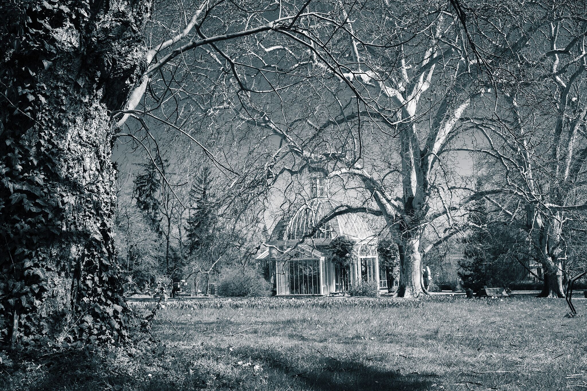 Had a walk in the botanical garden in Geneva few days ago, spring flowers could be seen anywhere in the garden, bring a picnic and enjoy the leisure feel there.