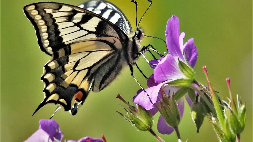 A butterfly on purple flowers.