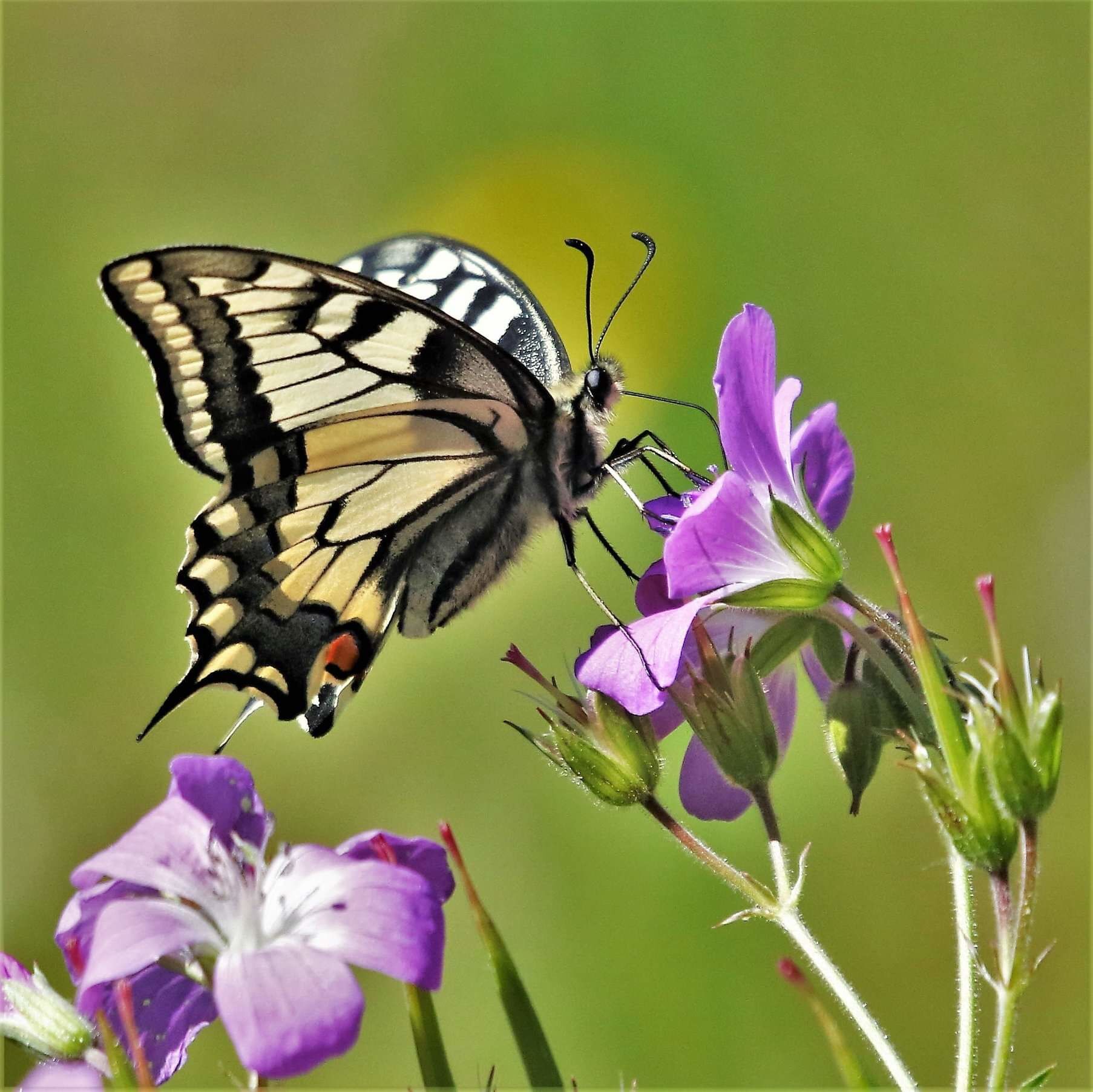 A butterfly on purple flowers.