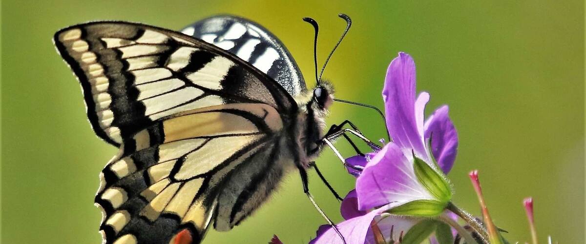 A butterfly on purple flowers.