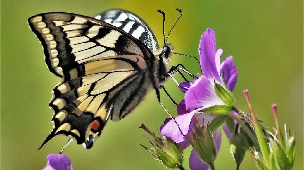 The Butterfly Road is a nature reserve dedicated to butterflies..here you can see the beautiful Swallowtail in May and June..Swedens largest butterfly