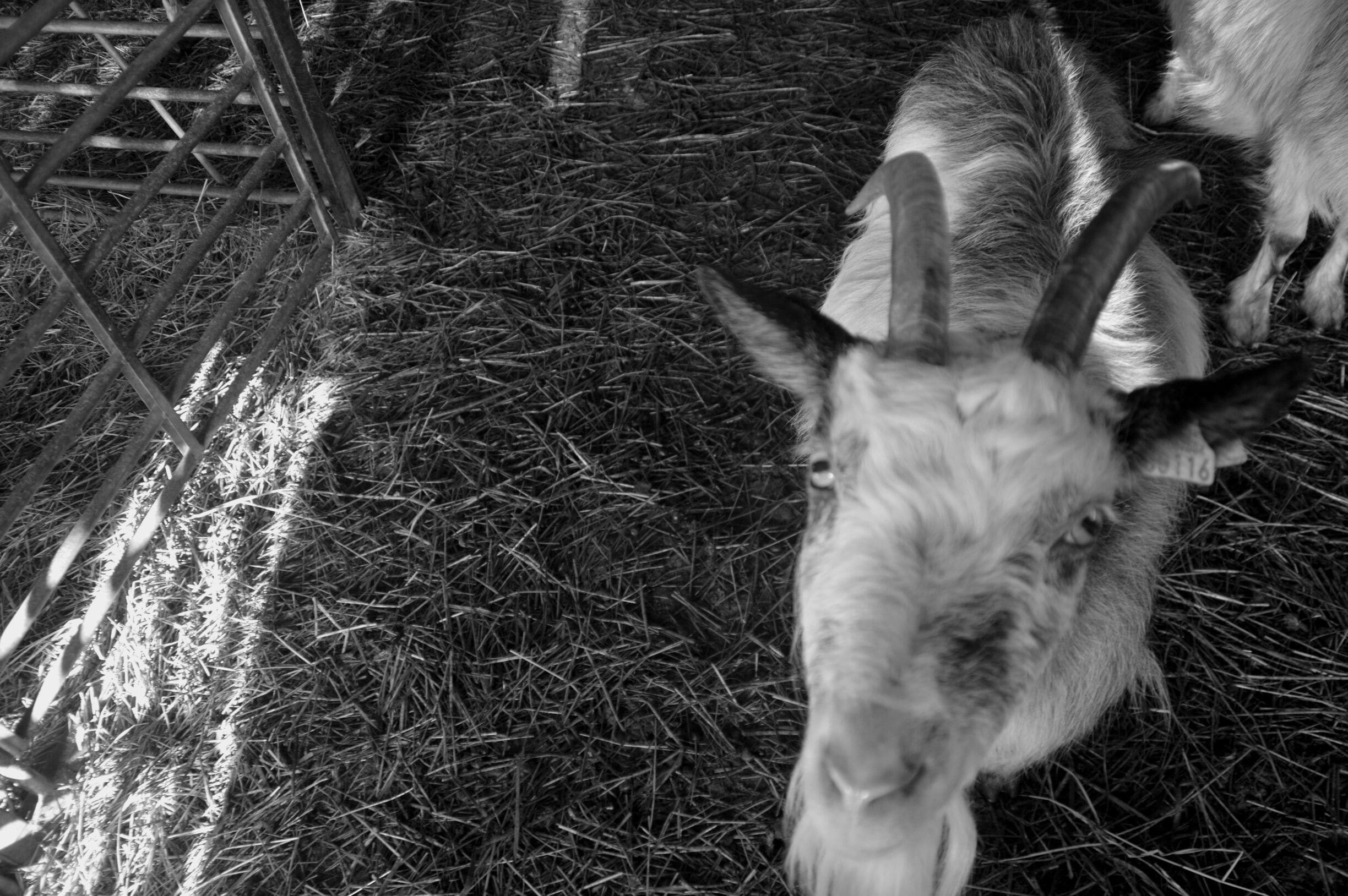 As a former organic farmer of 10 years, it was nice to visit a cozy farm up in Gävle, Sweden.
#Travel #Sweden #Farming #Goats #RTW