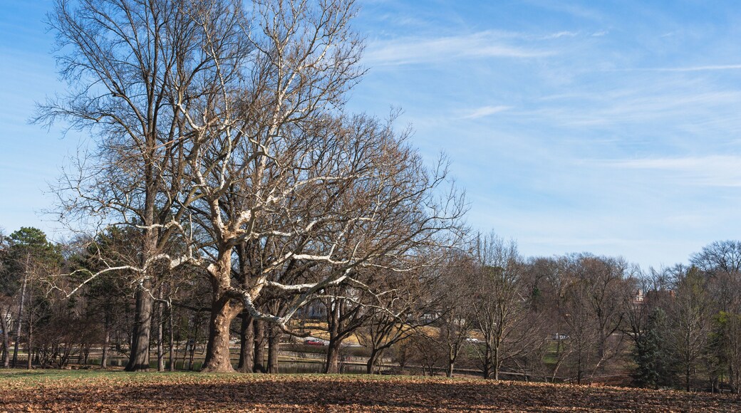 Uma grande árvore sem folhas em um parque sob um céu azul límpido.