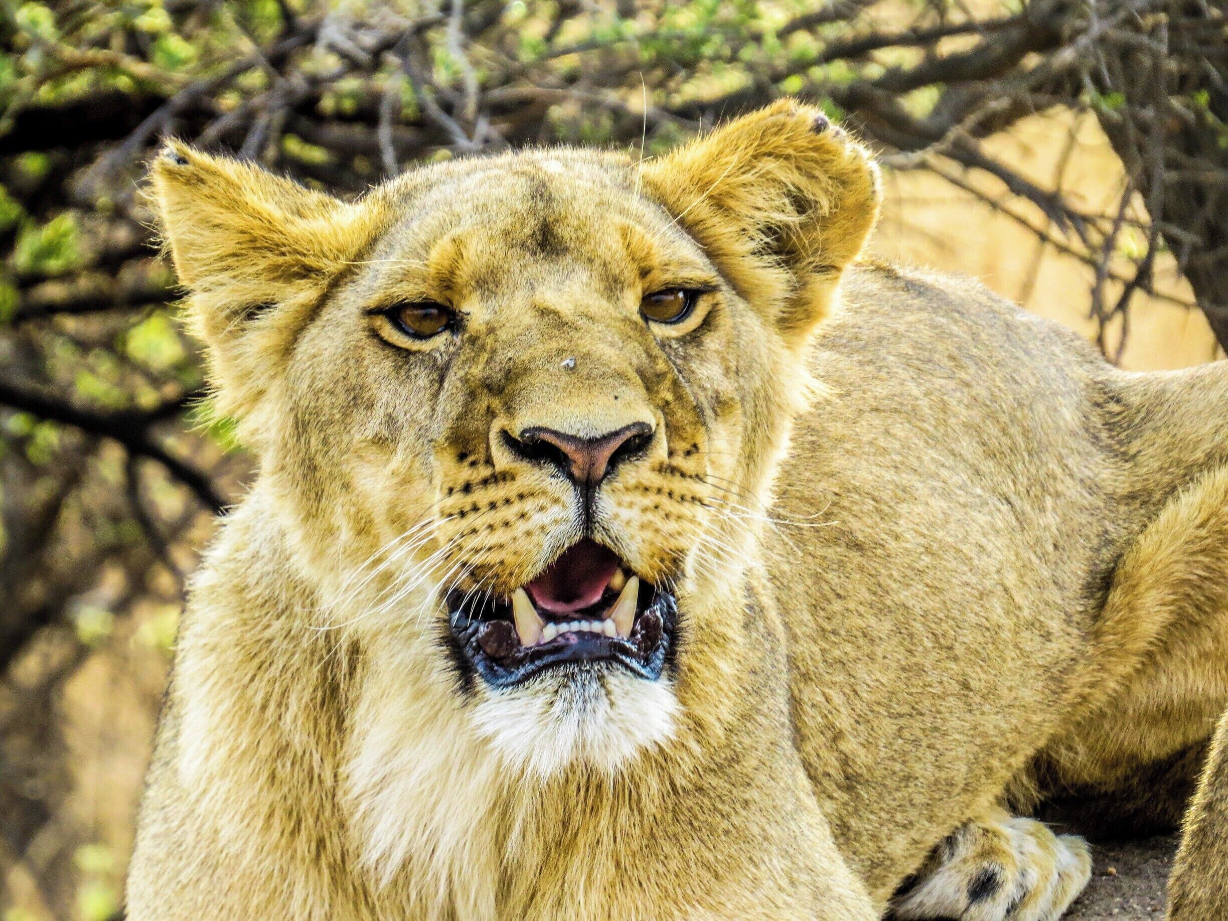 Pretty female lion at Antelope Park in Zimbabwe.