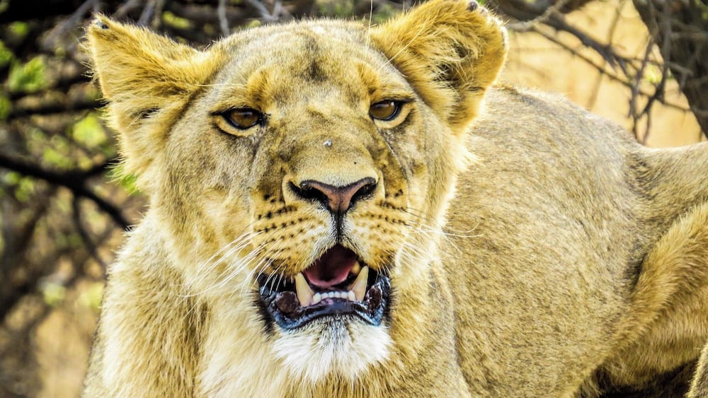 A lion with a yellow coat and a white muzzle, sitting in a natural environment with sparse trees.