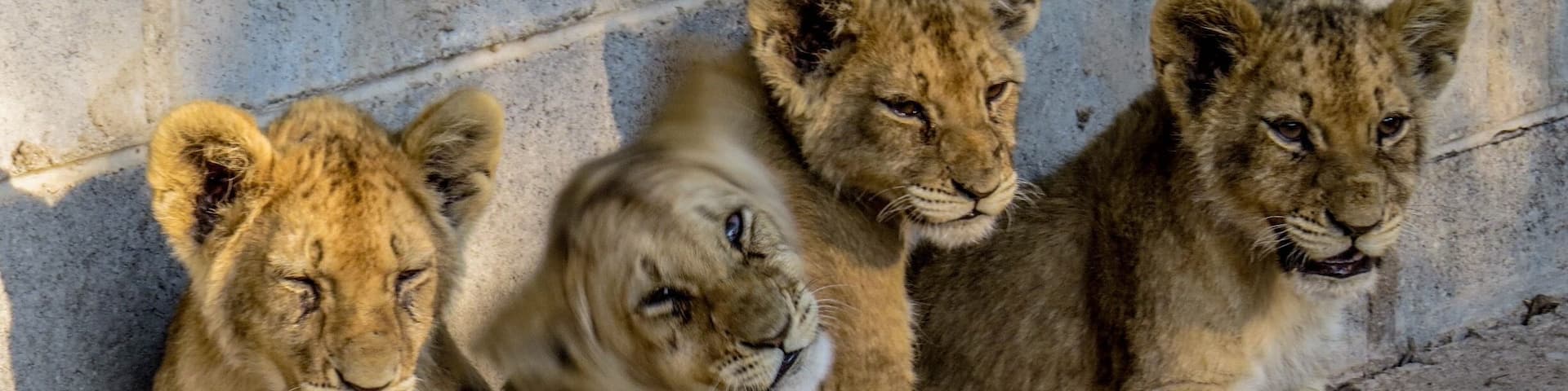 The cutest lion cubs ever - Antelope Park, Zimbabwe.