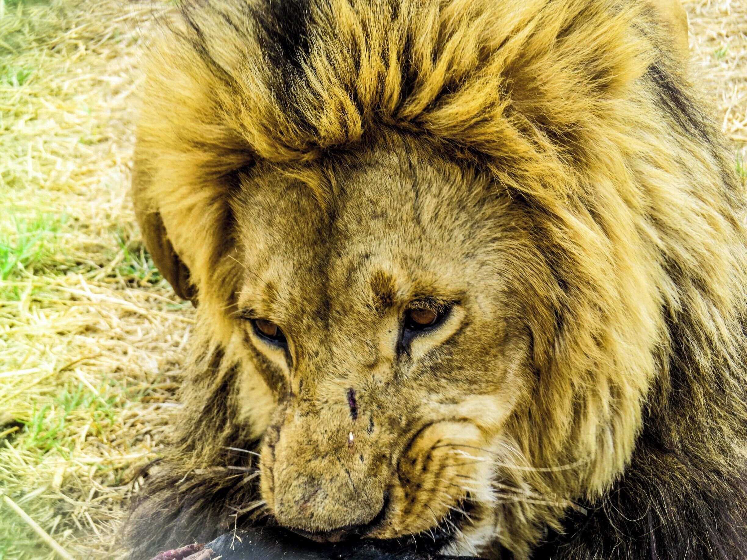 Lion having lunch at Antelope Park, Zimbabwe.