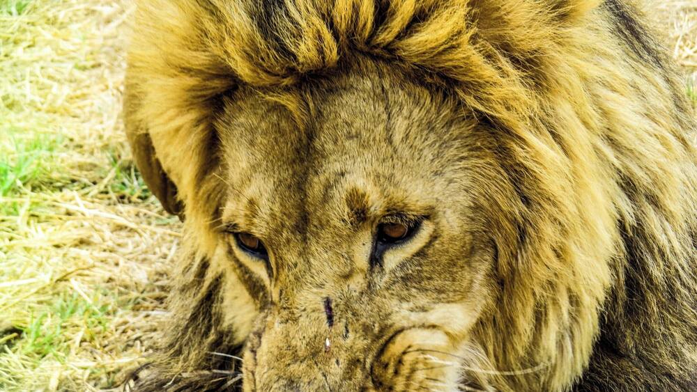 Lion having lunch at Antelope Park, Zimbabwe.