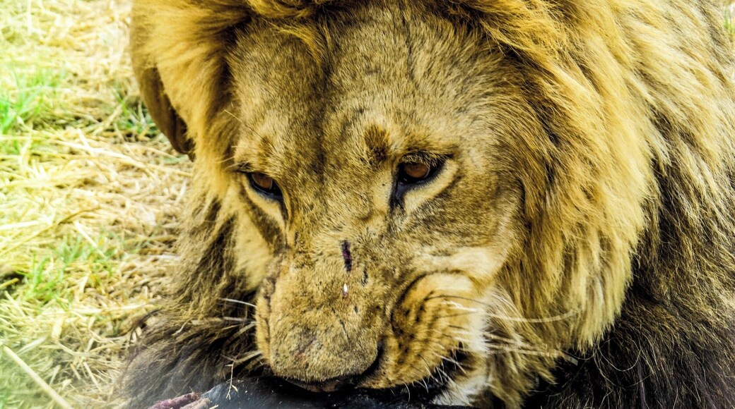Lion having lunch at Antelope Park, Zimbabwe.