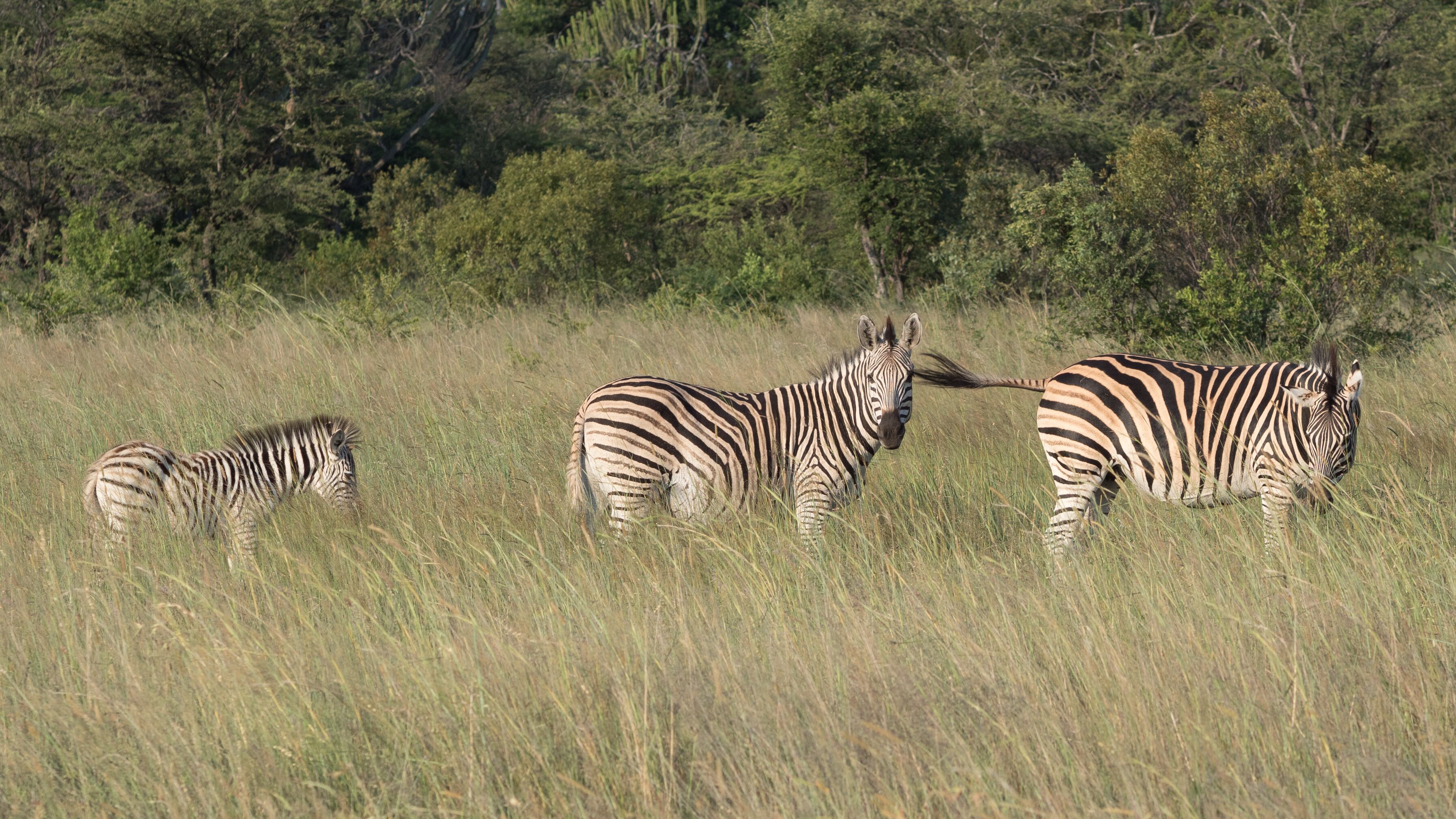 Three zebras in a grassy field with trees in the background.