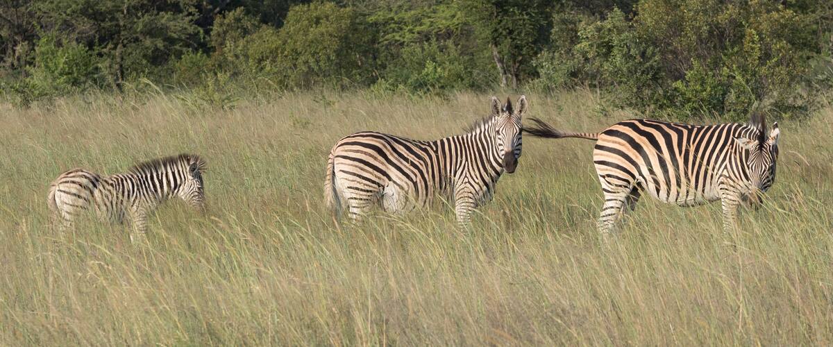 Three zebras in a grassy field with trees in the background.