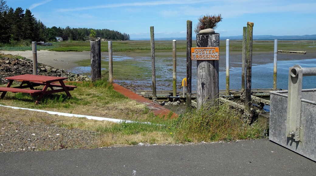 Oyster beds in the background for as far as your eyes can see in Ocean Park, Washington.