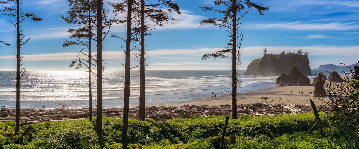 Ruby Beach landscape with some silhouetted conifers in the foreground on a sunny day, Olympic National Park, Washington state, USA.
