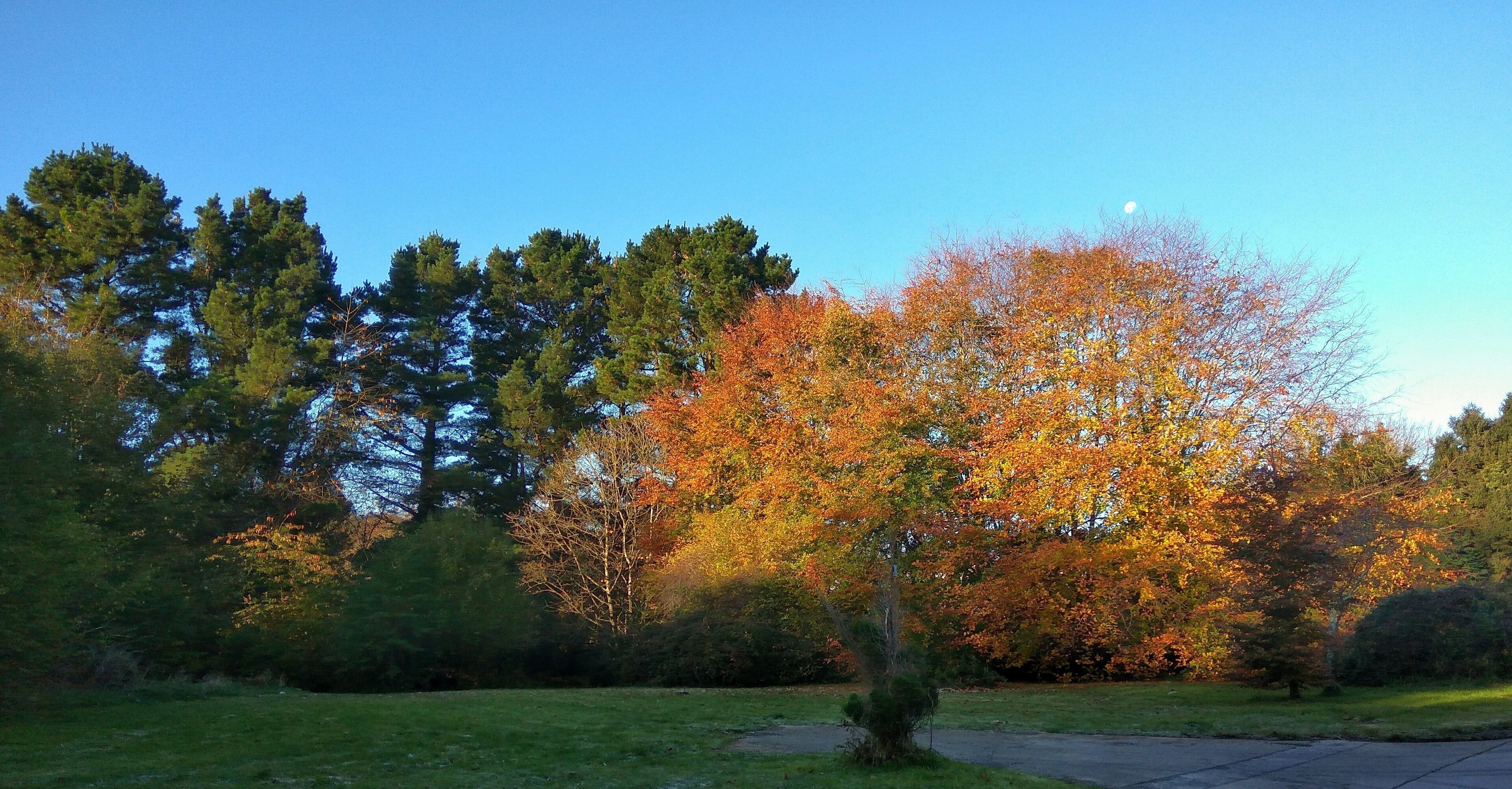 The merlin woods is a beautiful and peaceful slice of nature in the galway suburbs. This photo was then in the early morning light on the 29th of October when the woods were in full autumn colors. 