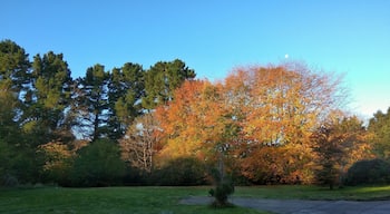 The merlin woods is a beautiful and peaceful slice of nature in the galway suburbs. This photo was then in the early morning light on the 29th of October when the woods were in full autumn colors.