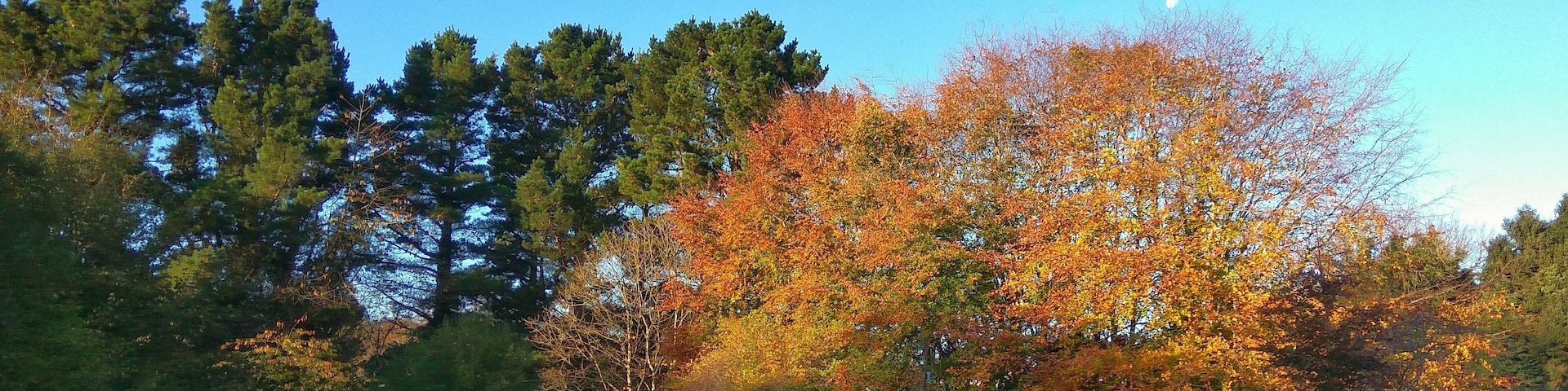 The merlin woods is a beautiful and peaceful slice of nature in the galway suburbs. This photo was then in the early morning light on the 29th of October when the woods were in full autumn colors.