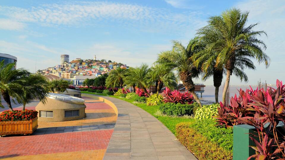 A curved pathway lined with palm trees and colorful plants, leading to a hill with colorful buildings.