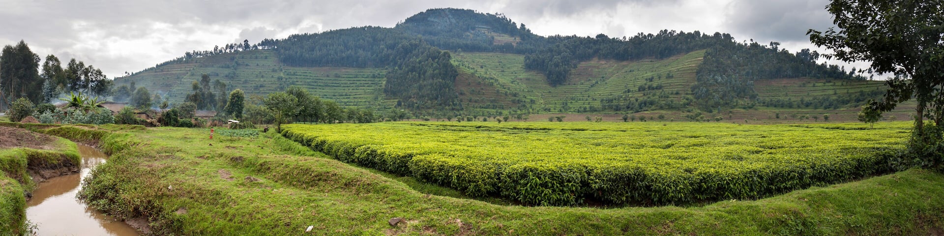 Tea plantation in Rwanda. Eucalyptus forest on the steep slopes is being converted into plantations.