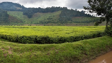 Tea plantation in Rwanda. Eucalyptus forest on the steep slopes is being converted into plantations.