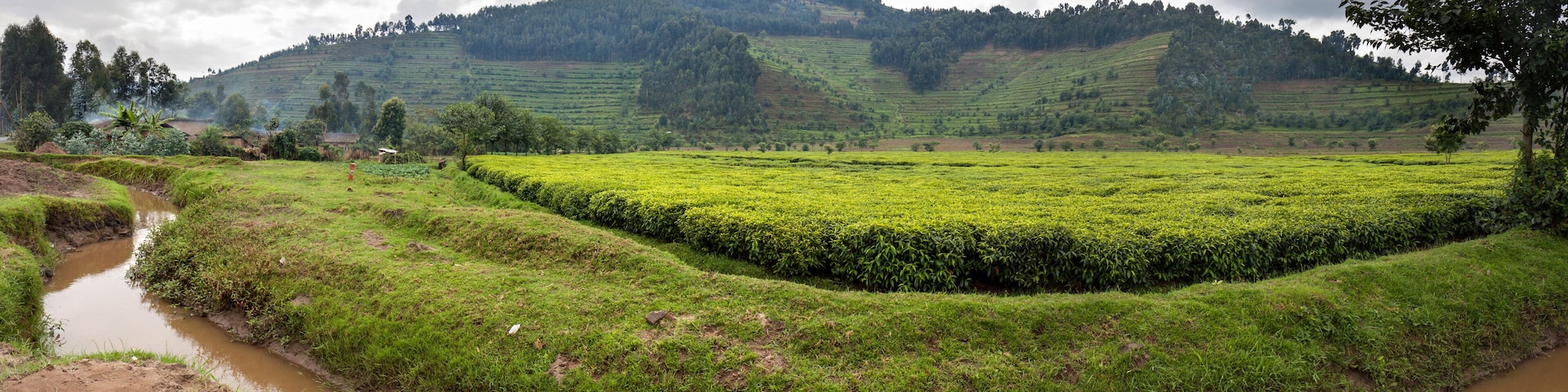 Tea plantation in Rwanda. Eucalyptus forest on the steep slopes is being converted into plantations.