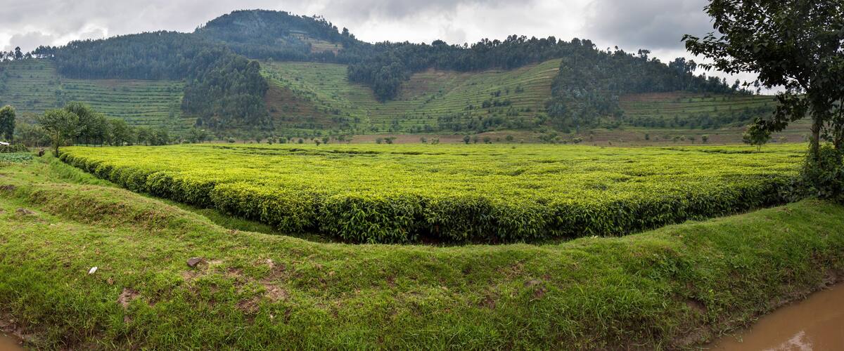 A lush green tea plantation with terraced fields and a river flowing through it.