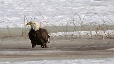 Enough the beautiful displays of mature pm this large #Minnesota #lake. I saw this #baldeagle taking advantage of the transition from #winter to #spring.