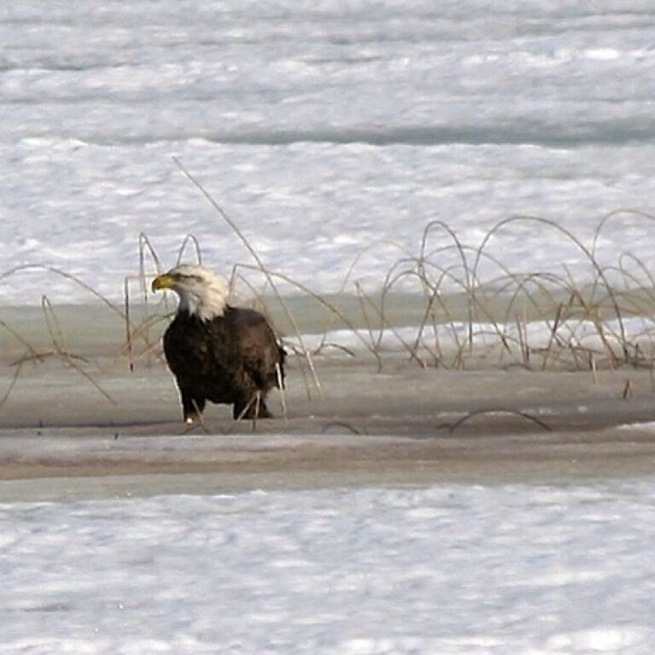 Enough the beautiful displays of mature pm this large #Minnesota #lake. I saw this #baldeagle taking advantage of the transition from #winter to #spring.