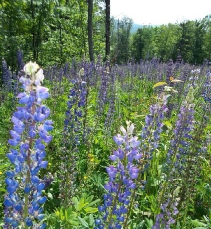 Violet Lupins growing wild near Oquossic, Maine
