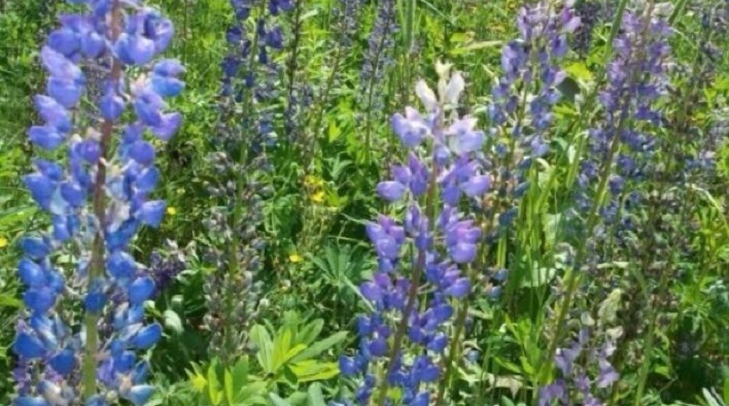 Violet Lupins growing wild near Oquossic, Maine