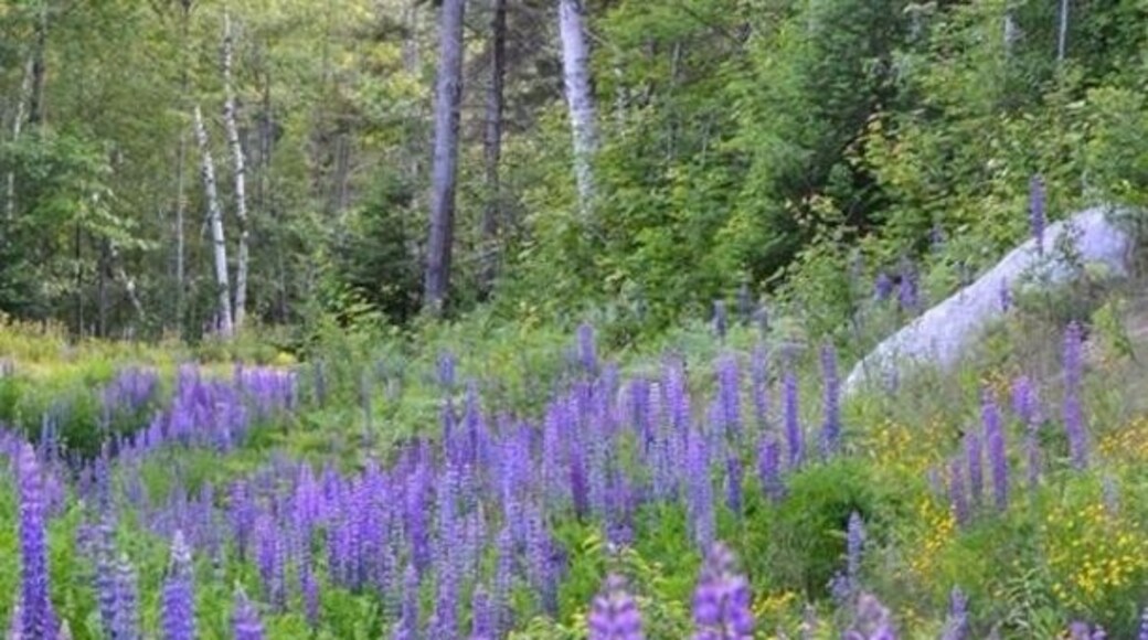 Late June means the Lupins are in bloom in Northern Maine.