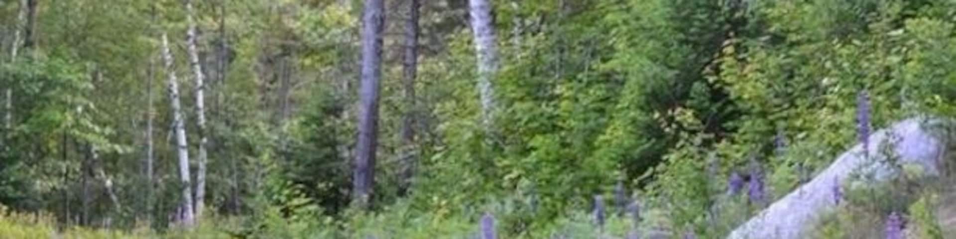 A field of purple lupine flowers with a backdrop of trees and a rock.